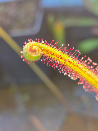 Drosera binata var. dichotoma