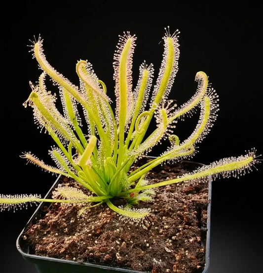 Drosera capensis 'Albino' CARNIVORE DE SOLOGNE