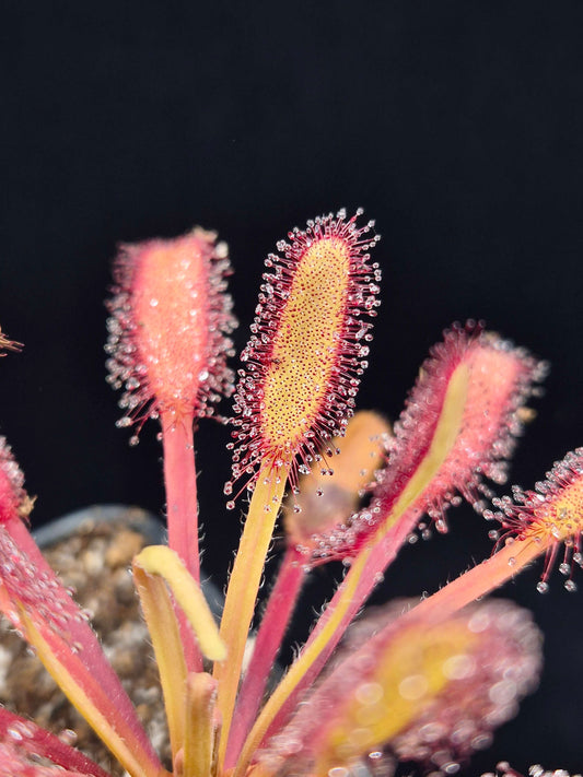 Drosera capensis "Bainskloof"