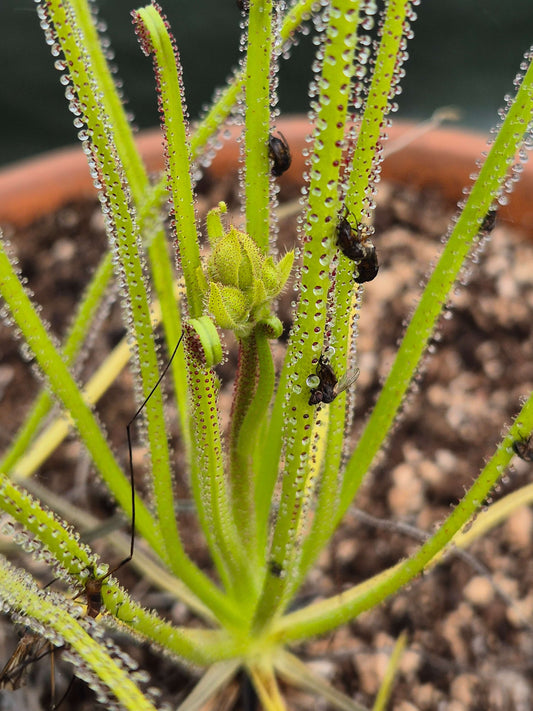 Drosophyllum lusitanicum