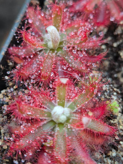 Drosera graomogolensis