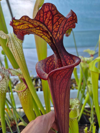 Sarracenia 'Hades'
