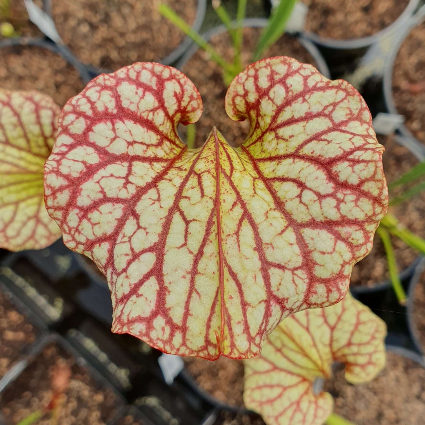 Sarracenia x moorei "John David King", MK H224