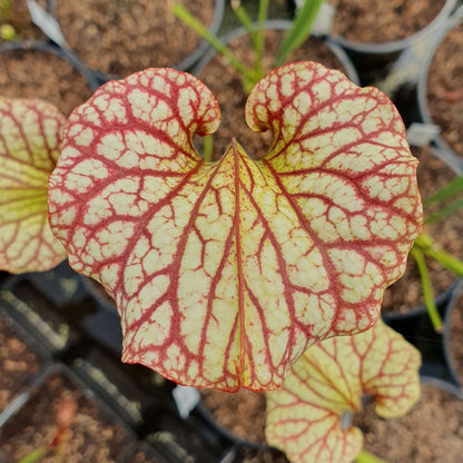 Sarracenia x moorei "John David King", MK H224