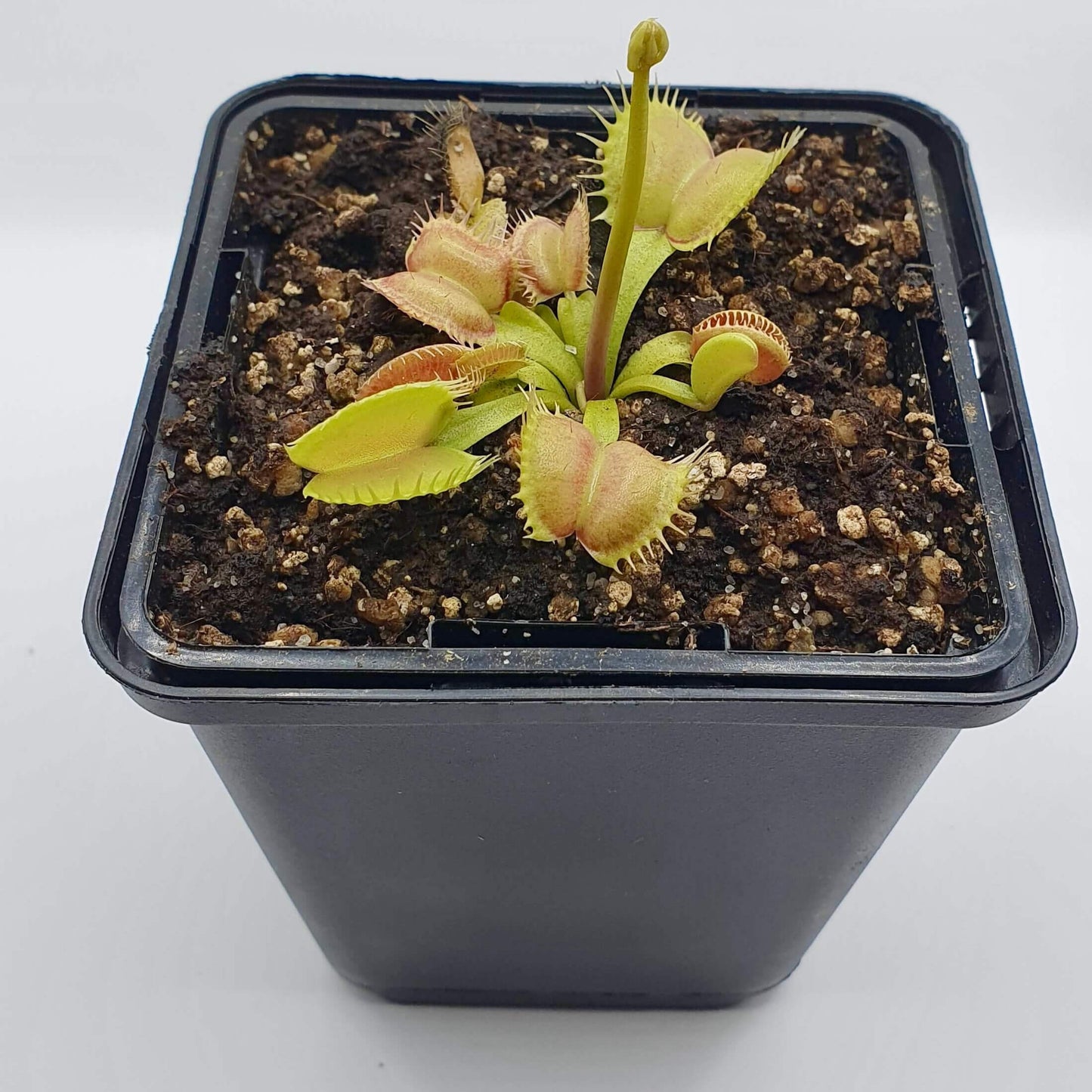 Dionaea muscipula "문 트랩"