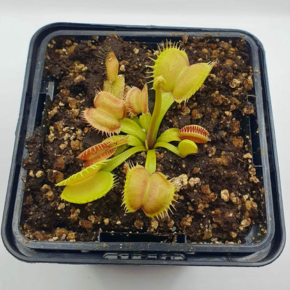 Dionaea muscipula "문 트랩"