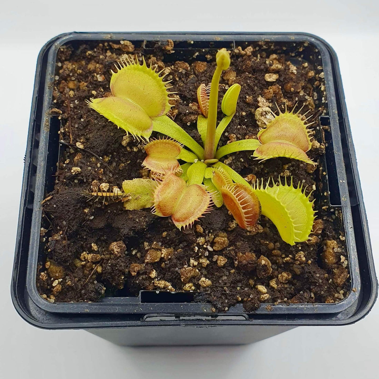 Dionaea muscipula "Moon Trap"