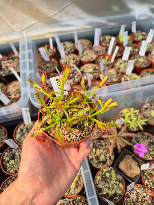 Drosera x Hercules (Vous recevez celle de la photo)