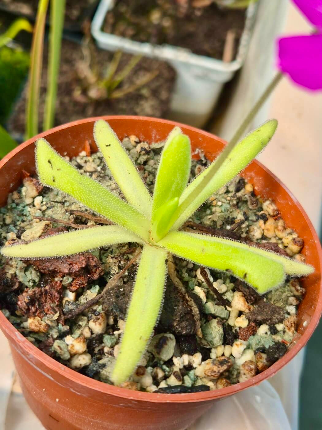 Pinguicula Smiling Beauty cultivée en pot, plante carnivore en Sologne