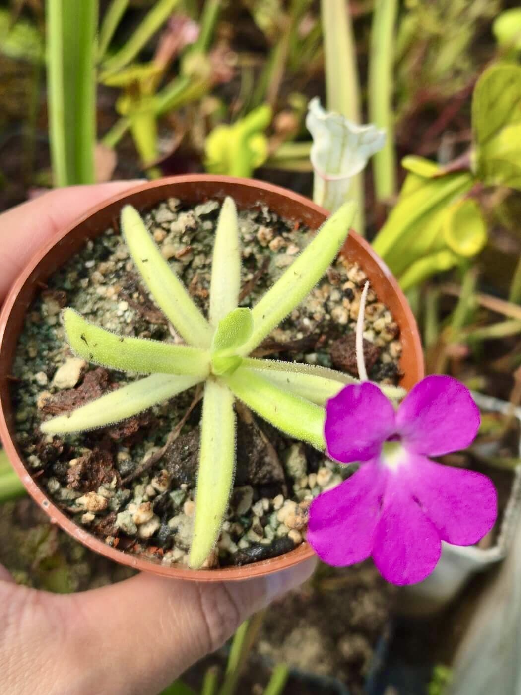 Pinguicula Smiling Beauty, feuilles longues et fines en rosette