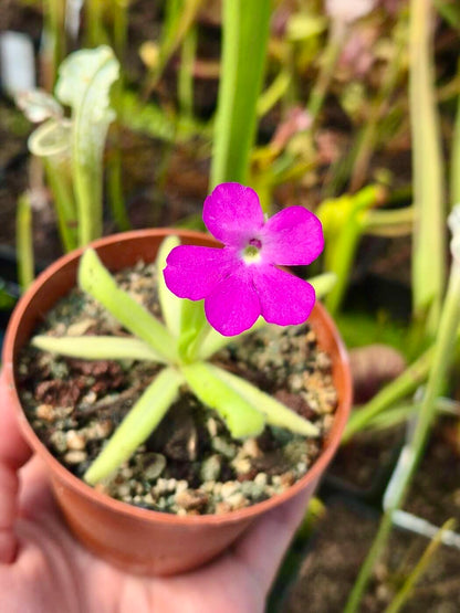 Pinguicula Smiling Beauty, fleur violette et feuilles vertes fines, plante carnivore