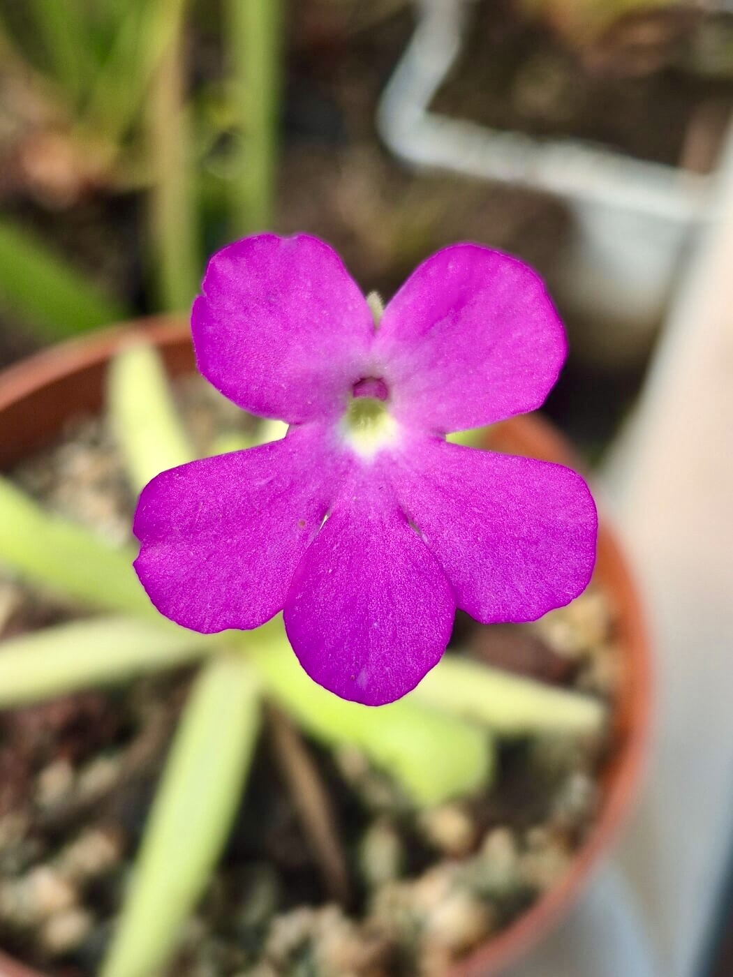 Pinguicula Smiling Beauty, détail de la fleur violette