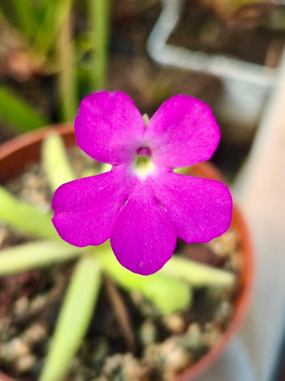 Pinguicula Smiling Beauty, détail de la fleur violette