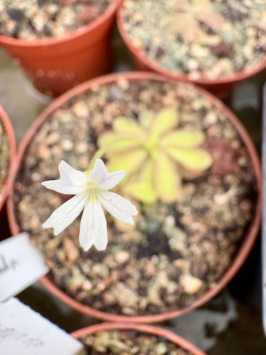 Pinguicula emarginata white flower