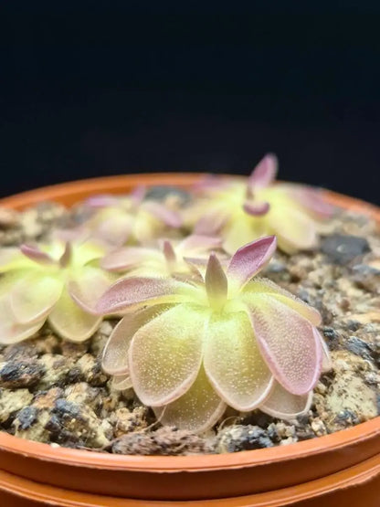 Pinguicula moranensis "Kirkbright"
