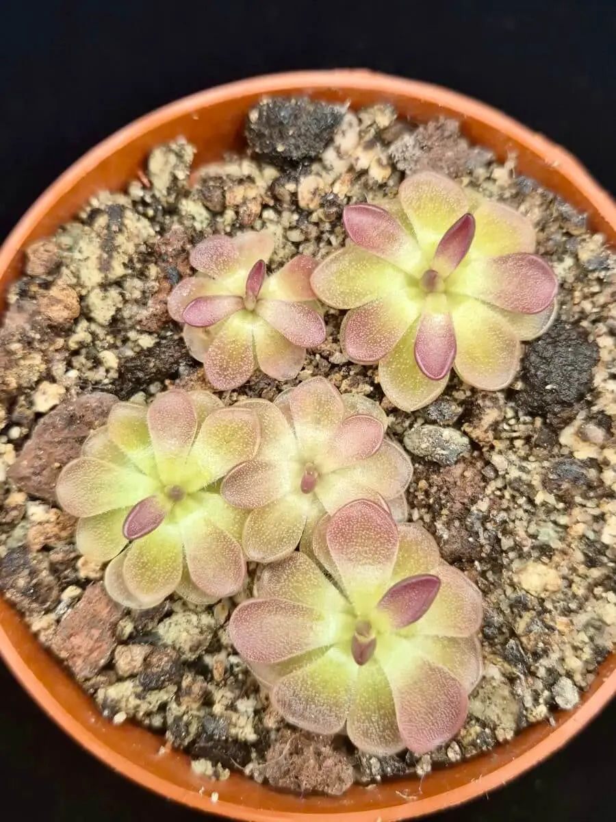 Pinguicula moranensis "Kirkbright"