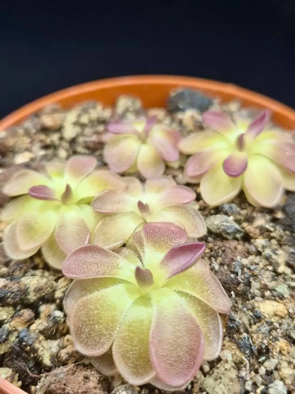 Pinguicula moranensis "Kirkbright"