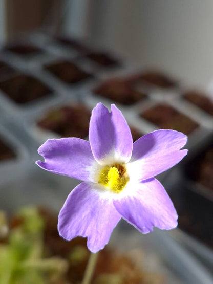 Pinguicula primuliflora