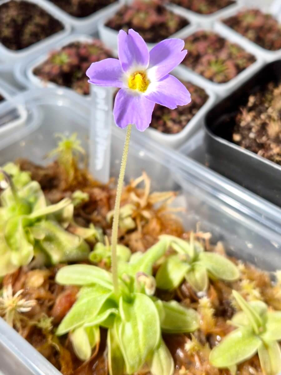 Pinguicula primuliflora