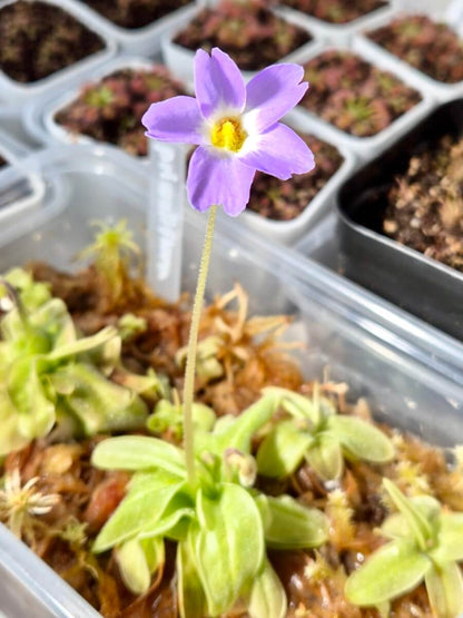 Pinguicula primuliflora