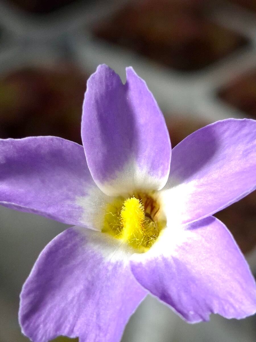 Pinguicula primuliflora