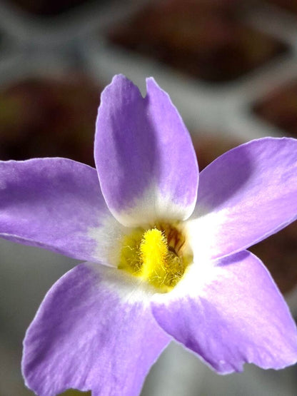 Pinguicula primuliflora