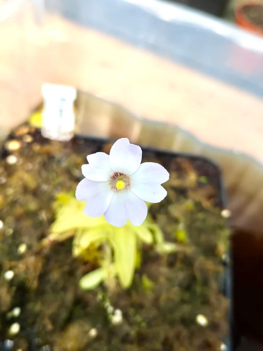 Pinguicula primuliflora "White flower"