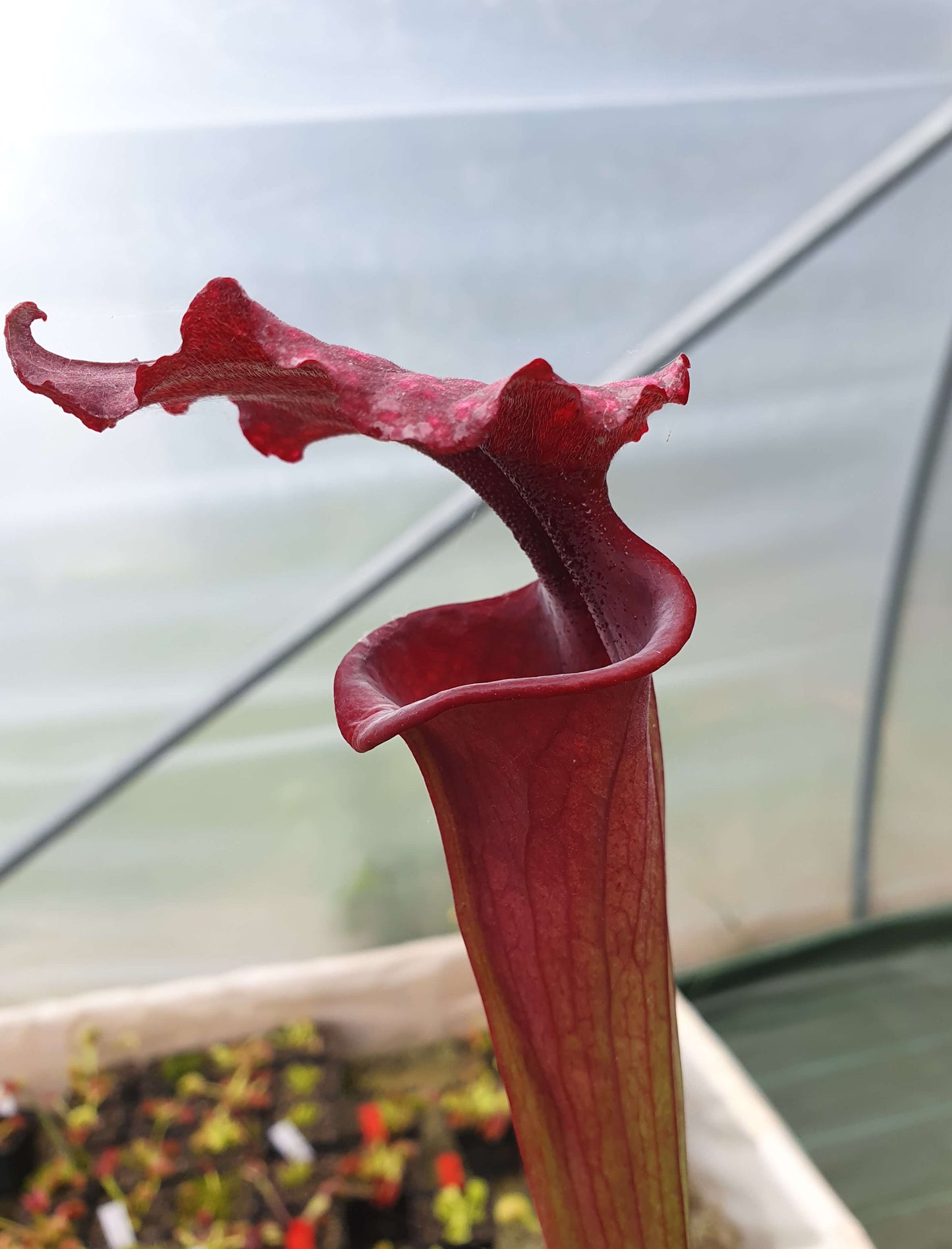 Sarracenia x moorei "Praetorian Guard"