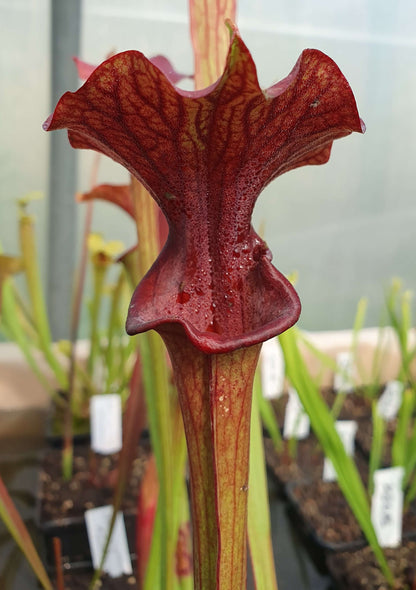 Sarracenia 'Reptilian Rose'