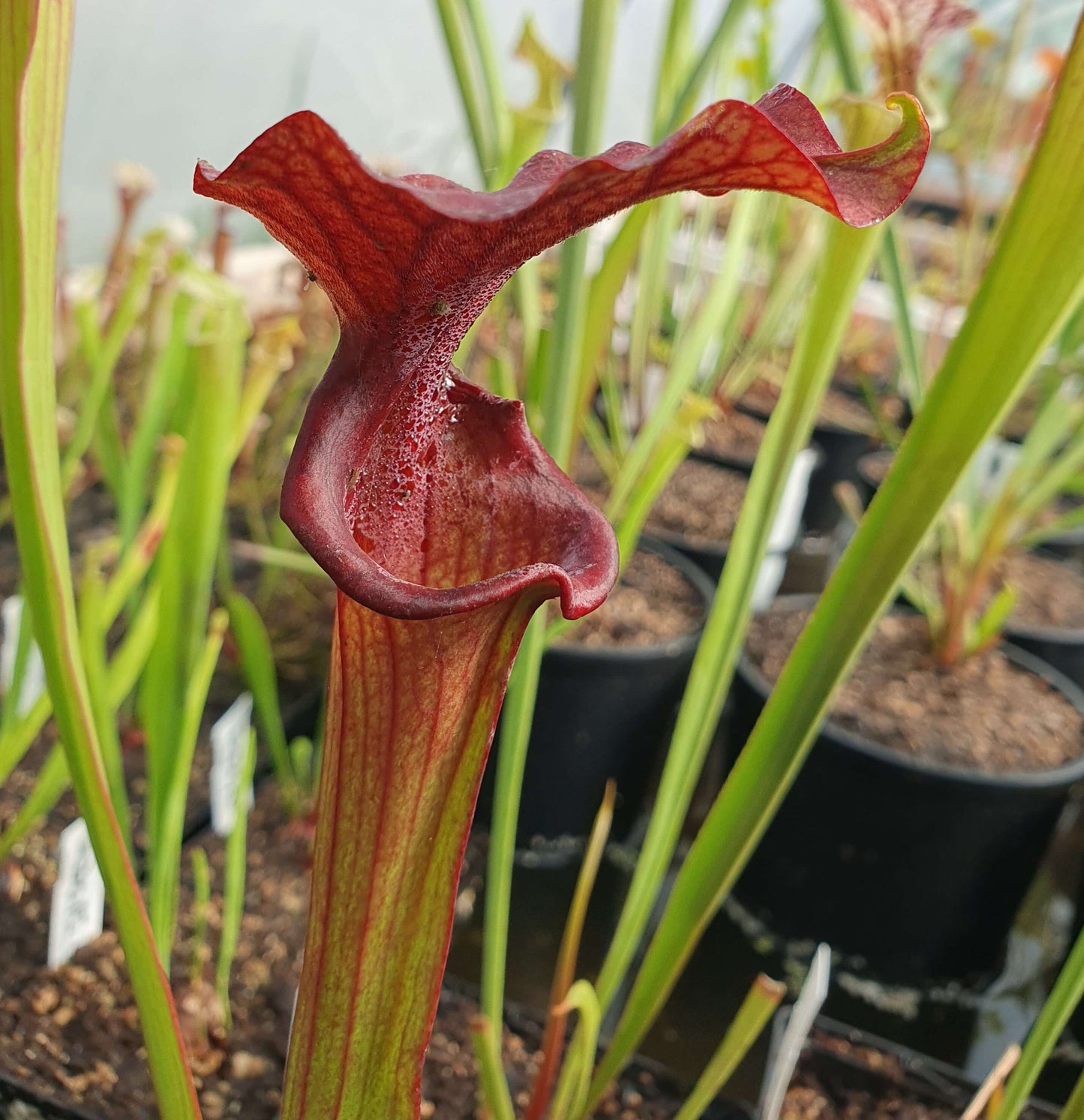 Sarracenia 'Reptilian Rose'