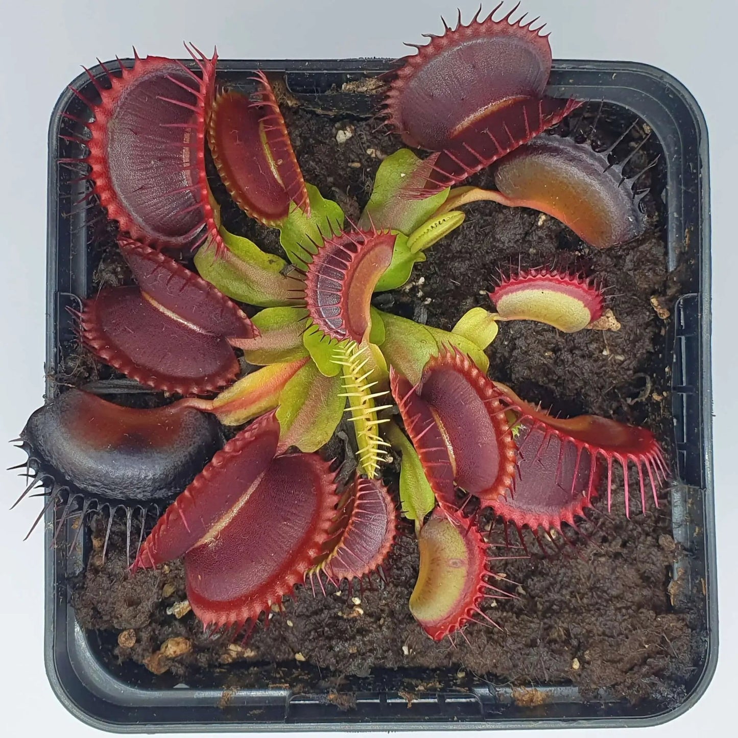 Plante carnivore Dionaea muscipula "Rouge Sombre" gros plan sur les pièges