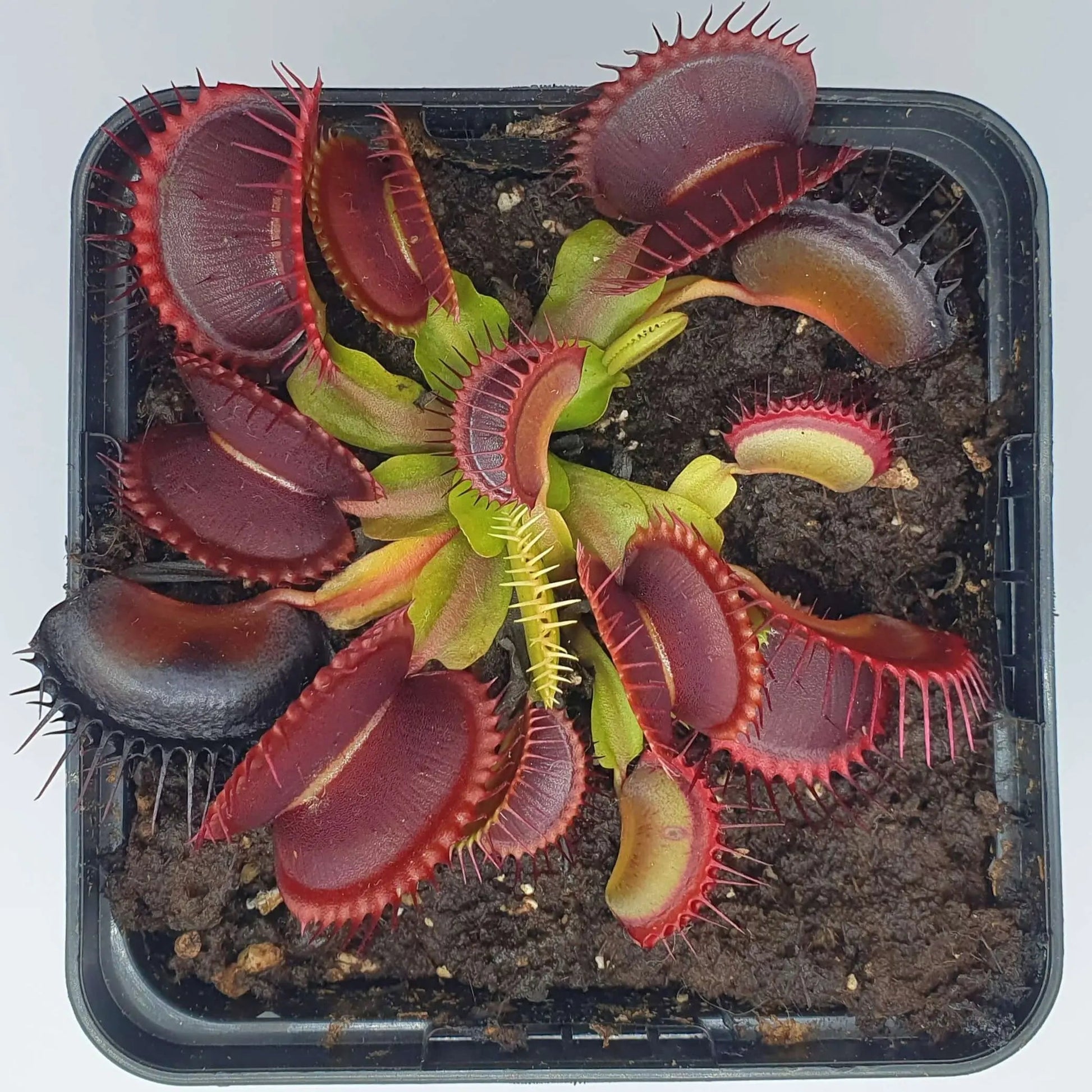 Plante carnivore Dionaea muscipula "Rouge Sombre" gros plan sur les pièges