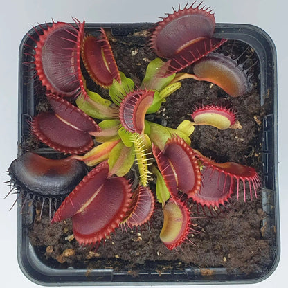 Plante carnivore Dionaea muscipula "Rouge Sombre" gros plan sur les pièges