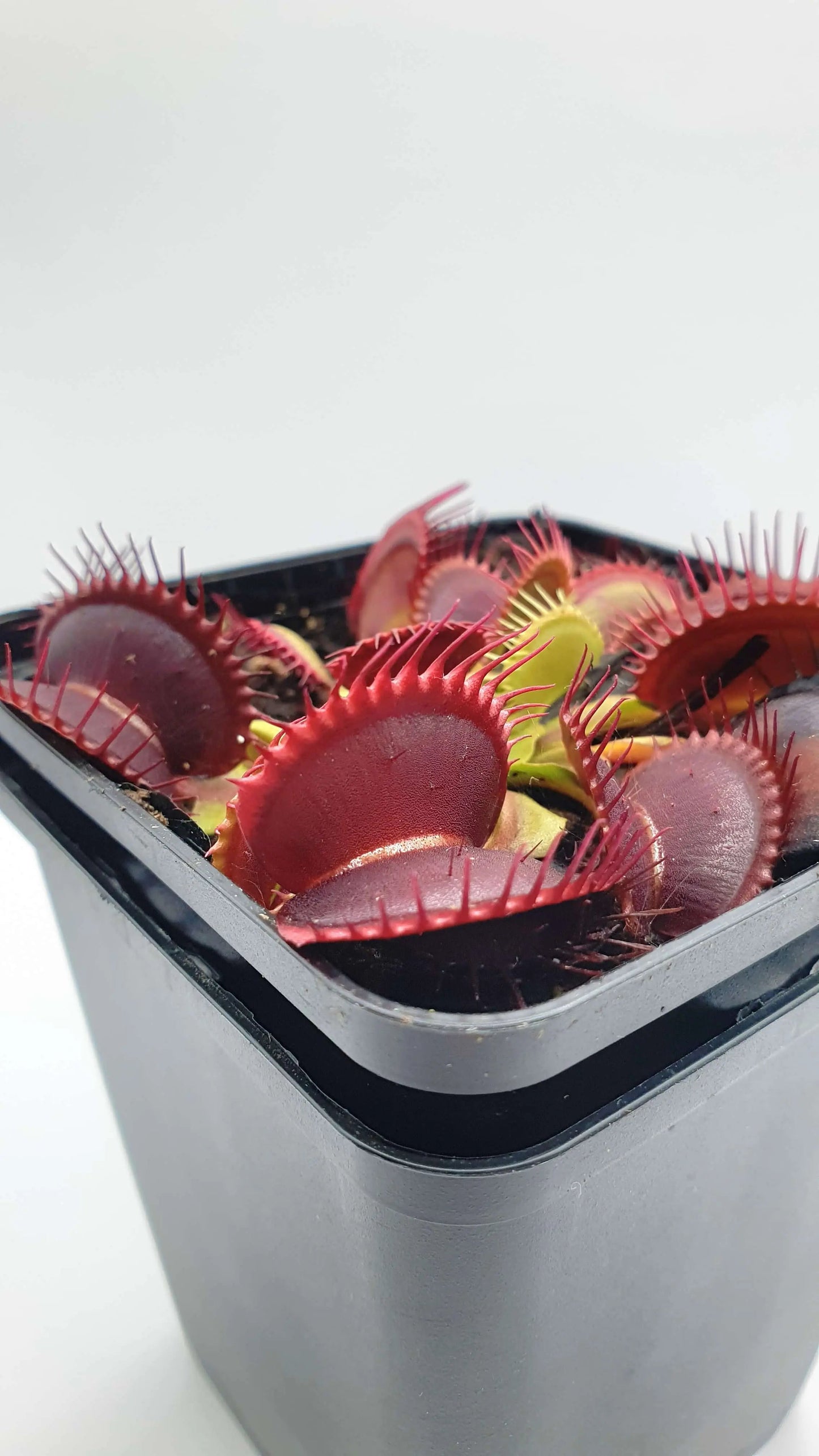 Plante carnivore Dionaea muscipula "Rouge Sombre" pièges rouge foncé larges
