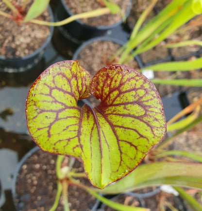 Sarracenia flavar var. rubricorpora Giant