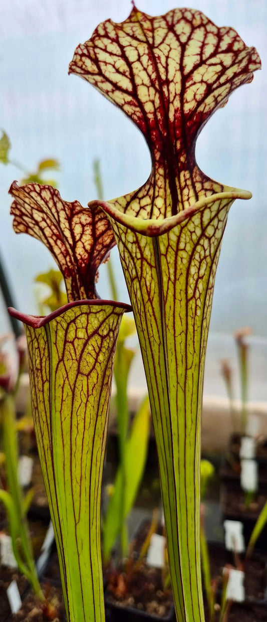 Sarracenia CDS56 CARNIVORE DE SOLOGNE