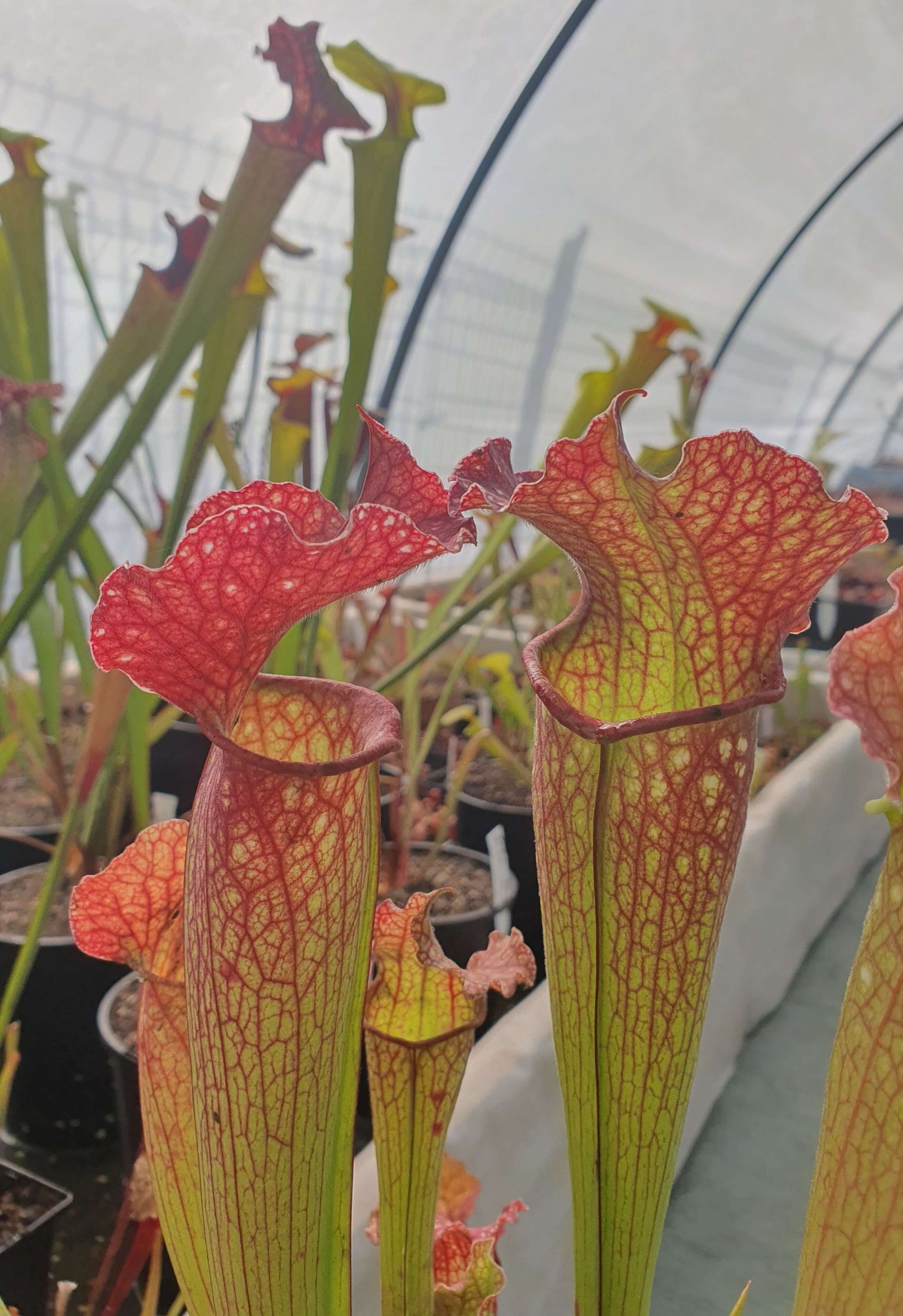 Sarracenia "Velvet"