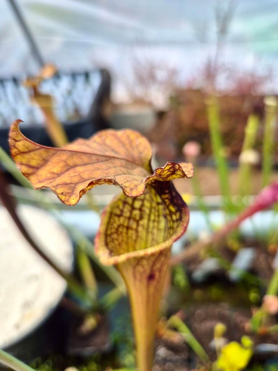 Sarracenia Airain, urnes cuivrées veinées, plante carnivore rare et signature