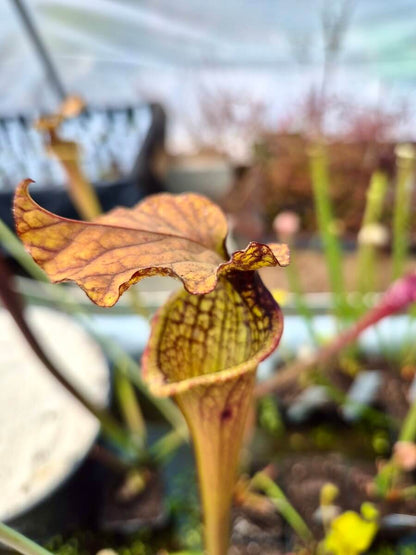 Sarracenia Airain, urnes cuivrées veinées, plante carnivore rare et signature