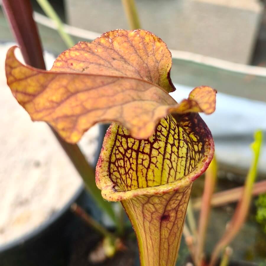 Sarracenia Airain, Sarracenia de collection aux teintes cuivre