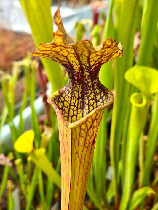 Sarracenia Airain cultivé en pot, plante carnivore en Sologne