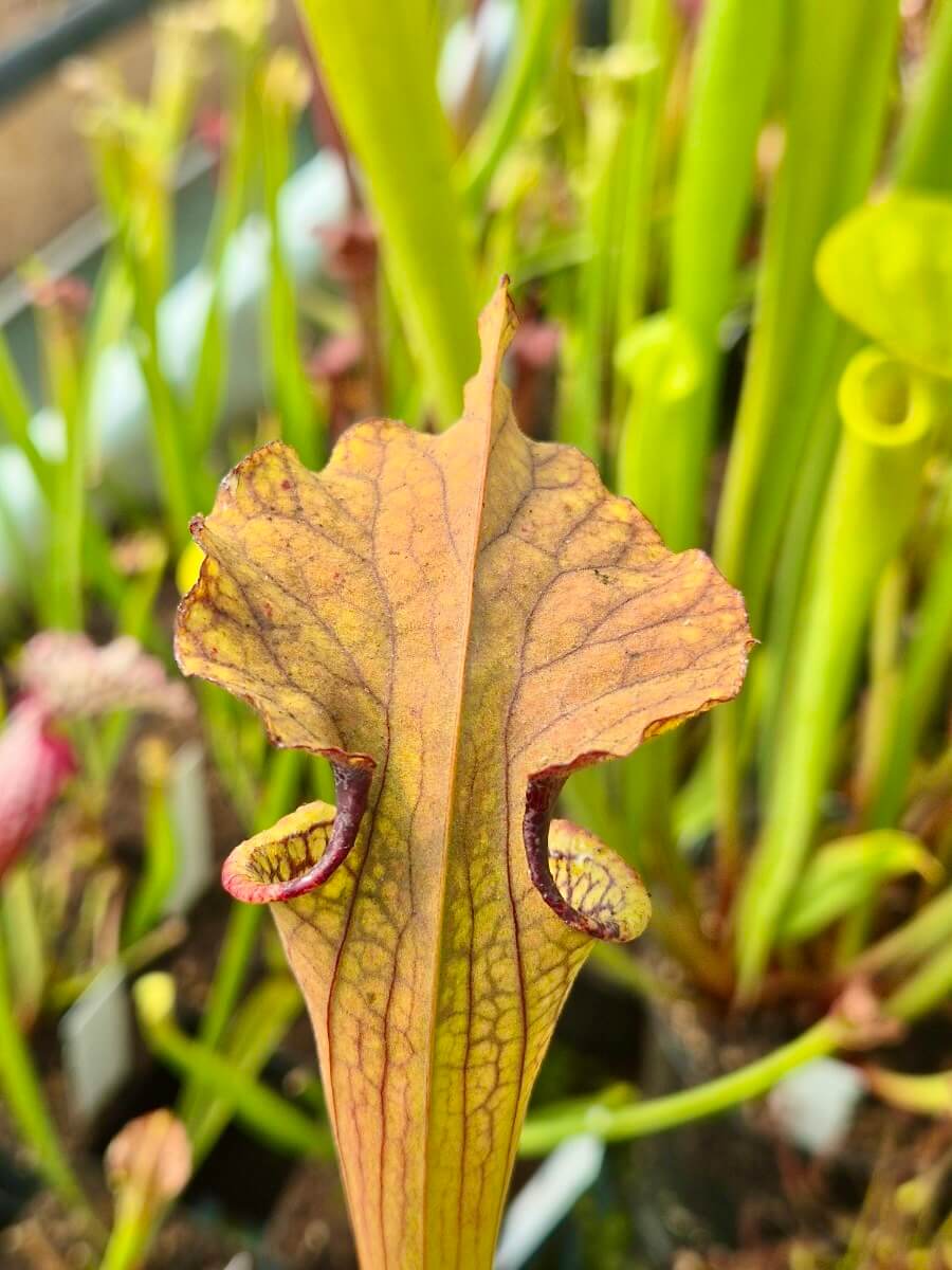 Sarracenia Airain, détail de l'urne et de son opercule