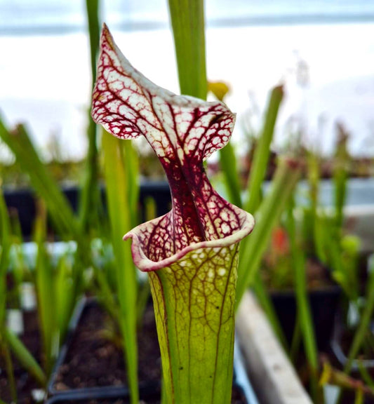Sarracenia 'Atlas 5'