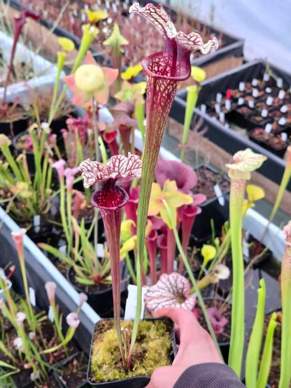 Sarracenia "Bleu Blanc Rose" - CDS016 CARNIVORE DE SOLOGNE