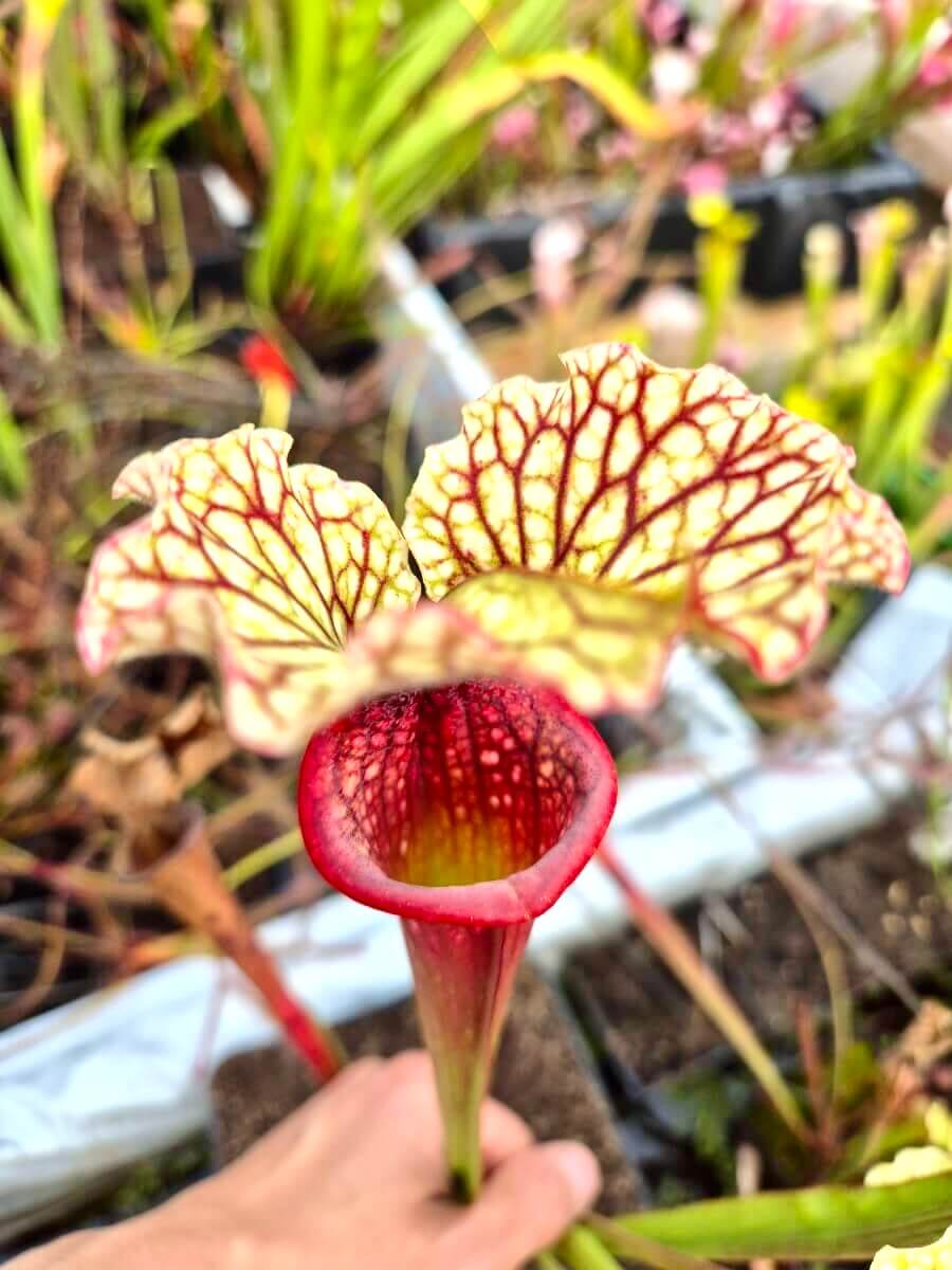 Sarracenia "Bleu Blanc Rose" - CDS016