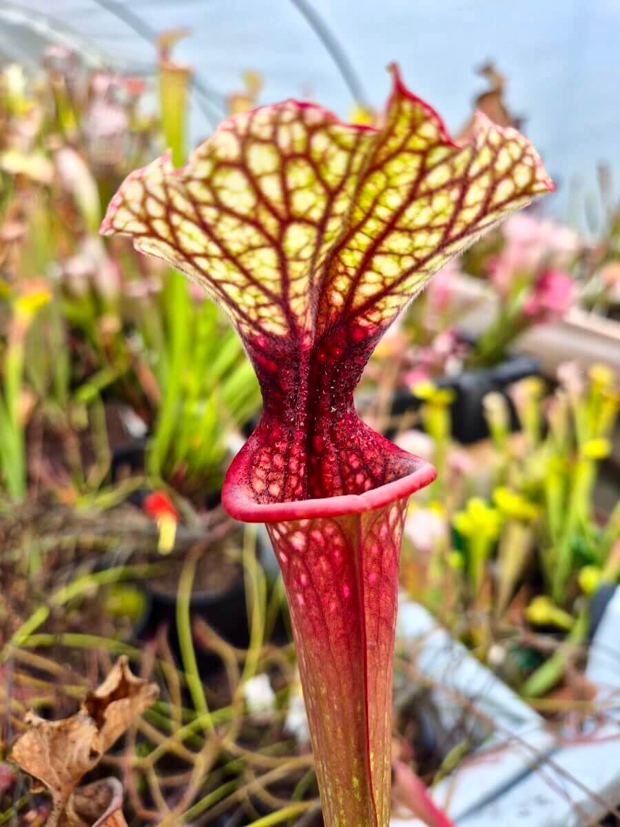 Sarracenia "Bleu Blanc Rose" - CDS016