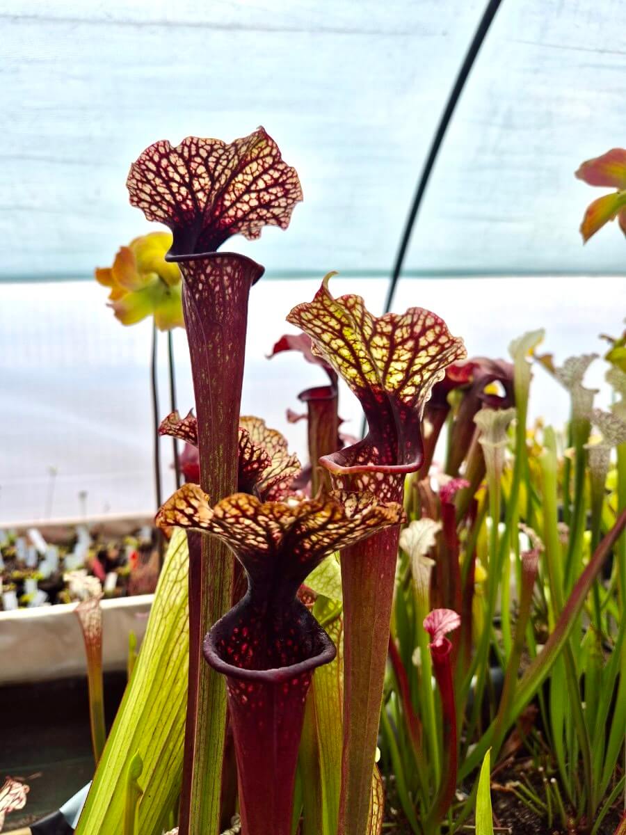 Sarracenia "Bleu Blanc Rose" AS016