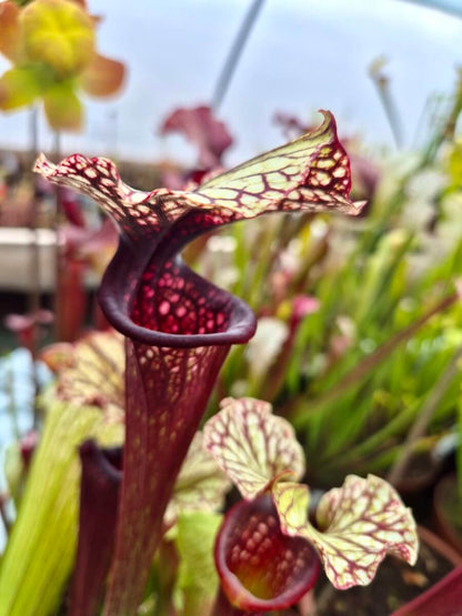 Sarracenia "Bleu Blanc Rose" AS016