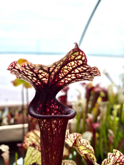 Sarracenia "Bleu Blanc Rose" AS016