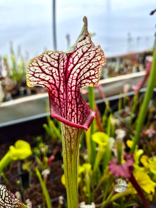 Sarracenia Crown of Thorns, vue de l'urne colorée